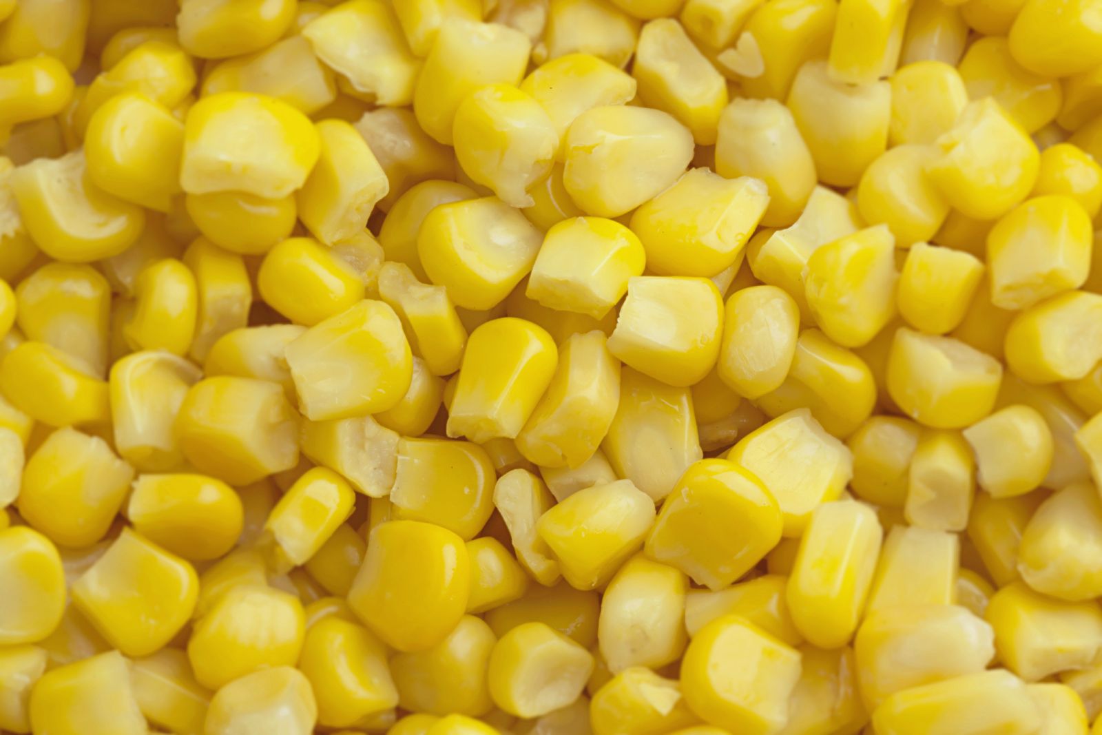 Pile of yellow corn by ivoris via iStock
